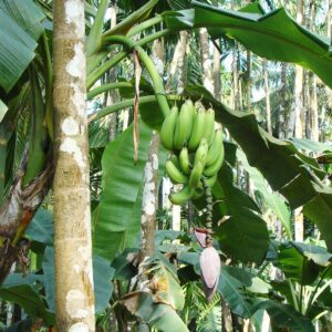plantain, green, banana, arecanut orchard, malnad, uttar kannada, india, green banana, plantain, plantain, plantain, plantain, plantain, malnad