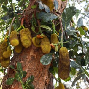 Vibrant jackfruits hanging on a lush tree, showcasing tropical abundance.