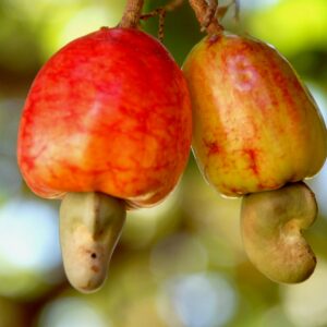 Vibrant close-up of fresh cashew fruits hanging on a tree, captured in rich detail.
